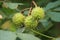 Green chestnuts on a branch