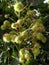 Green chestnuts on branch in autumn, Lithuania