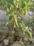 Green chili hanging from its bush in the orchard