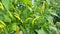 Green chili pepper plant, bird`s eye chili hangs on tree, hom garden vegetable organic farm