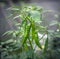 Green chili plant and crops, shiny raw and fresh many green chilies hanging in a branch