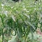 Green chili plants bear heavy fruit with organic application