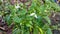 Green chili plants are blooming