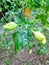 Green chilies in a chili plantation in Bogor, Indonesia, taken close up