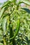 Green chilies on tree