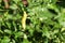 Green chilies on tree in the farm.