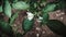 Green chilli capsicum flower with green leaves