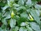 Green chilli, fresh green chilli, indian green chilli, indian chilli photo