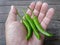 Green Chilli on human hand. Spicy Chilli for salad and recipe.