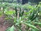 Green chilli plants in farm