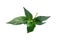 Green chilli\'s leaves