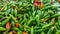 Green Chillies Background, closeup view