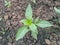 Green Chilly baby plant