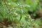 Green chilly on chilly plant