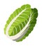 Green chinese cabbage isolated at white background, vegetable for salad, healthy eating, diet