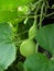 Green Chinese gourd