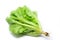 Green Chinese lettuce