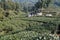 Green Chinese Longjing tea plantation