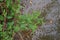 Green chiretta, annual herbaceous plant