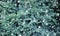 Green Christmas background, green spruce branches, Christmas tree in the forest, coniferous, white snowflakes, snow, snowflake