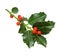 Green Christmas holly isolated