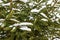 Green Christmas tree branches with snow close-up