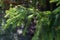 Green Christmas tree in sunlight closeup. Coniferous forest background. Spruce needles close up. Evergreen trees backgroun