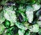 green chrome-diopside mineral