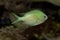 The Green Chromis Chromis viridis.