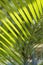 Green Chrysalidocarpus leaves under light