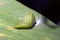 Green chrysalis under green leaf