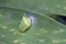 Green chrysalis under green leaf