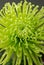 Green chrysanthemum