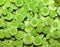 Green chrysanthemum close up