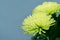 Green chrysanthemums on bluer background