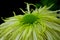 Green chrysanthemums petal flourishing flower