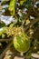 Green Chrysophyllum Cainito Fruit and Blossom