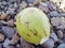 green chrysophyllum cainito fruit with its sap on a pile of gravel