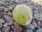 green chrysophyllum cainito fruit with its sap on a pile of gravel