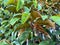 Green Chrysophyllum cainito leaves in the garden