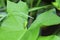 A green  Cicada  -   Buffalo treehopper    Stictocephala bisonia    from above  in  nature