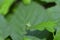 Green  Cicada  -   Buffalo treehopper    Stictocephala bisonia    from the front  in green nature