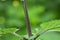 Green  Cicada  -   Buffalo treehopper    Stictocephala bisonia   from the front  in  nature