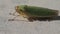 Green cicada, close frame