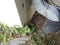 Green cicada emerging from shed skin near gutter downspout