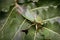 Green Cicada on leaf