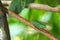 Green Cicada perched on a tree branch in the forest