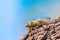 Green cicada sitting on tree bark on blurred blue sky background