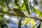 A green Cicada walking on a tree branch in a forest