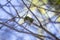 A green Cicada walking on a tree branch in a forest